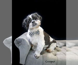 Shih Tzu Dogs for adoption in Hot Springs Village, AR, USA