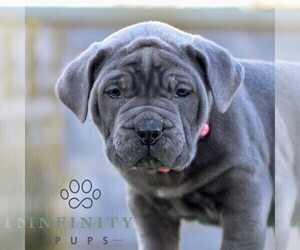 Cane Corso Puppy for sale in LANCASTER, PA, USA