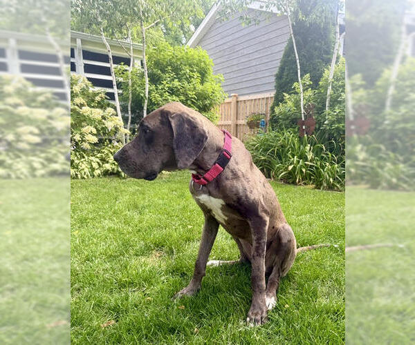 Medium Photo #10 Great Dane Puppy For Sale in Wheaton, IL, USA