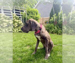 Small #9 Great Dane