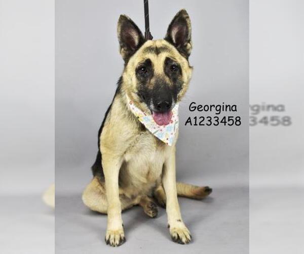 Medium Photo #2 German Shepherd Dog Puppy For Sale in Bakersfield, CA, USA