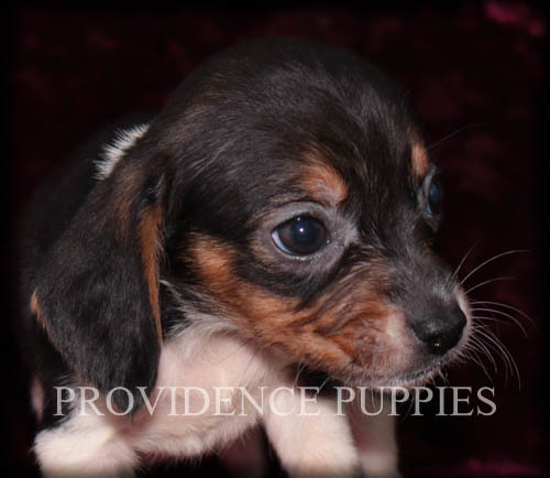 Medium Photo #10 Beagle Puppy For Sale in COPPOCK, IA, USA
