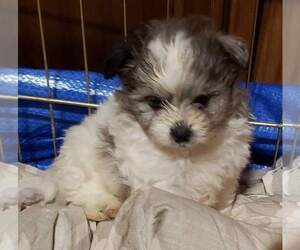 Shiranian Puppy for sale in TYLER, TX, USA