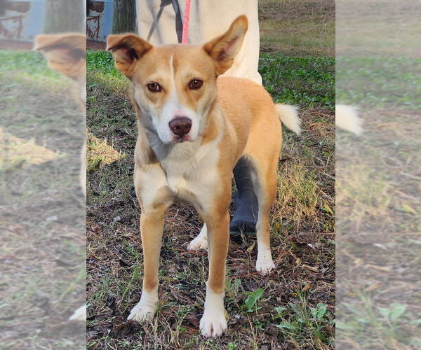 Medium Photo #2 Siberian Husky-Unknown Mix Puppy For Sale in Wetumpka, AL, USA