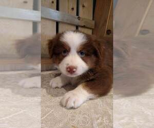 Australian Shepherd Puppy for sale in JEROMESVILLE, OH, USA