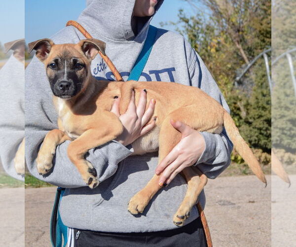 Medium Photo #2 German Shepherd Dog-Unknown Mix Puppy For Sale in Huntley, IL, USA