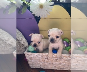 French Bulldog Puppy for Sale in WEEHAWKEN, New Jersey USA