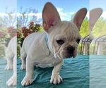 Small #8 French Bulldog