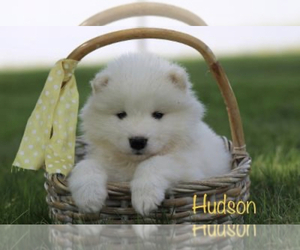Samoyed Puppy for sale in SHILOH, OH, USA