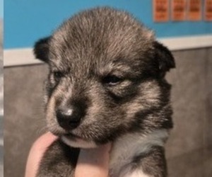 Siberian Husky Puppy for sale in FORT PLAIN, NY, USA