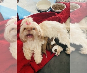 Father of the Shih Tzu puppies born on 12/08/2022