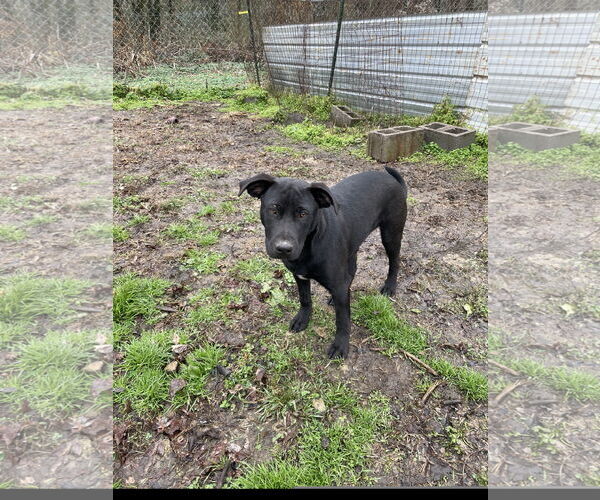 Medium Photo #5 Labrador Retriever-Unknown Mix Puppy For Sale in Tracy City, TN, USA