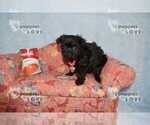 Small Photo #12 Poodle (Toy)-Yorkshire Terrier Mix Puppy For Sale in SANGER, TX, USA