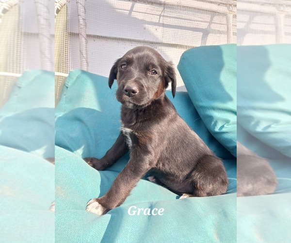 Medium Photo #36 English Cream Golden Retriever-Newfoundland Mix Puppy For Sale in SHEBOYGAN FALLS, WI, USA