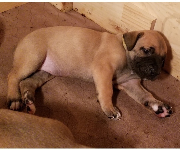 Medium Photo #1 Boerboel Puppy For Sale in COWANSVILLE, PA, USA