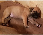 Small Photo #1 Boerboel Puppy For Sale in COWANSVILLE, PA, USA