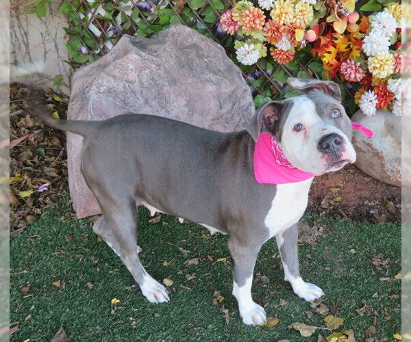 Medium Photo #1 Mutt Puppy For Sale in Oklahoma City, OK, USA