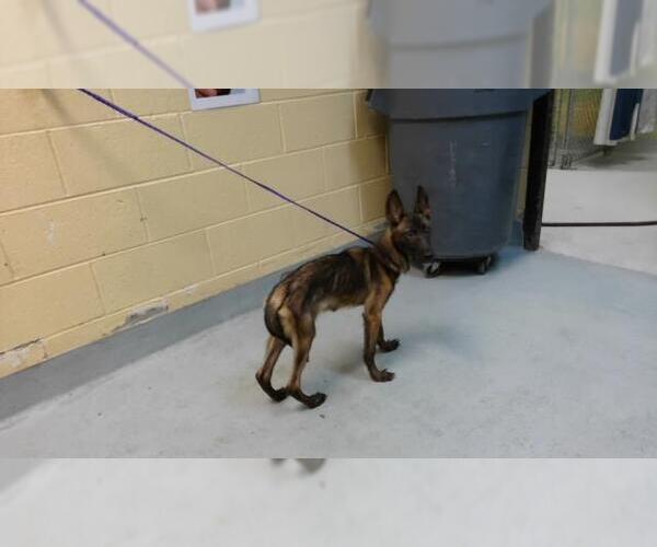 Medium Photo #1 Mutt Puppy For Sale in Tulsa, OK, USA