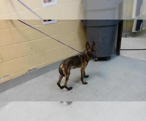 Mutt Dogs for adoption in Tulsa, OK, USA