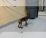 PACA - Female Mutt Dog for Adoption - Small photo