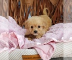 Small Cavapoo