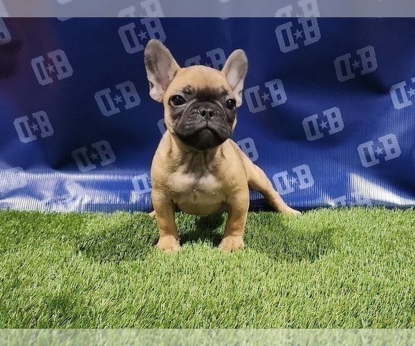 Medium Photo #5 French Bulldog Puppy For Sale in DUNCANVILLE, TX, USA