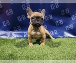 Small Photo #5 French Bulldog Puppy For Sale in DUNCANVILLE, TX, USA