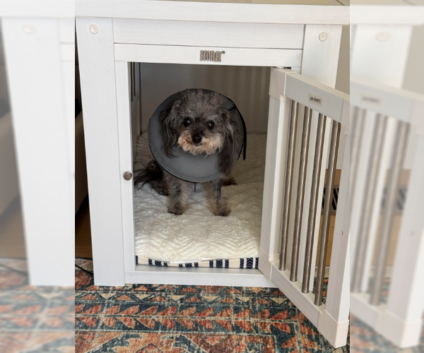 Medium Photo #4 Poodle (Toy) Puppy For Sale in San Diego, CA, USA