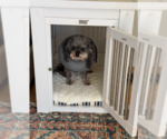 Small #3 Poodle (Toy)