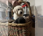 Puppy SNOWIE English Cream Golden Retriever