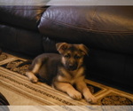 Small Photo #4 German Shepherd Dog Puppy For Sale in SACO, ME, USA