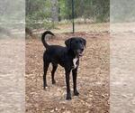 Small #2 Labrador Retriever Mix