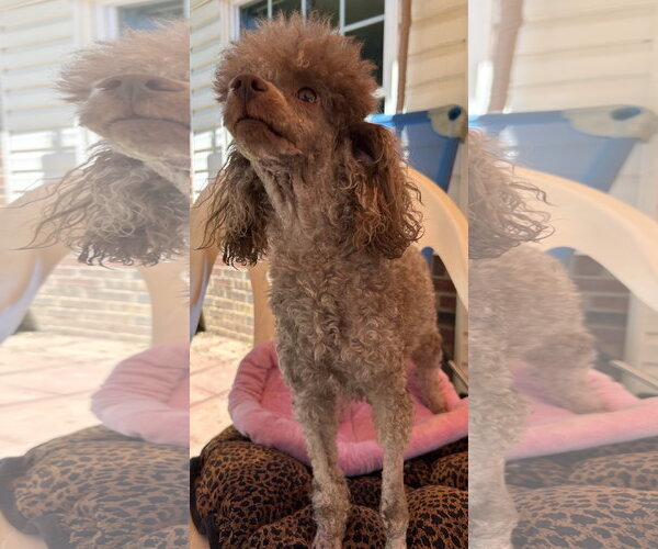 Medium Photo #6 Poodle (Miniature) Puppy For Sale in Pacolet, SC, USA