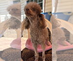 Small #5 Poodle (Miniature)