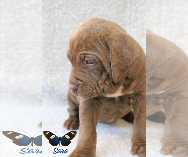 Medium Photo #10 Mastiff-Unknown Mix Puppy For Sale in Wakefield, RI, USA