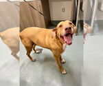 Small Labloodhound