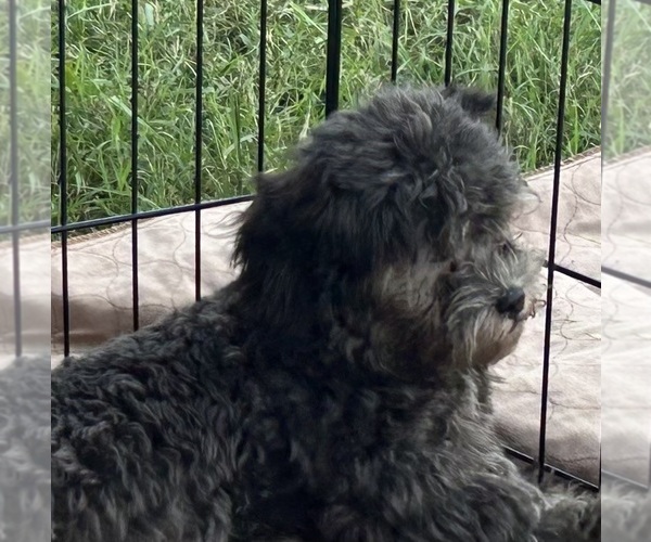 Medium Photo #4 ShihPoo Puppy For Sale in GLOUCESTER, VA, USA