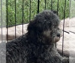 Macey - Female ShihPoo Puppy for Sale - Photo #4
