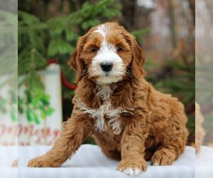 Goldendoodle (Miniature) Puppy for sale in EAST EARL, PA, USA