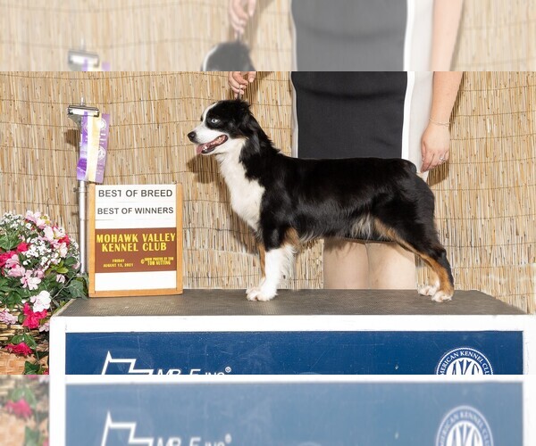 Medium Photo #1 Miniature American Shepherd Puppy For Sale in GARYSBURG, NC, USA