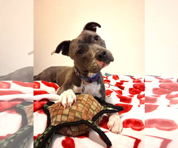 Medium Photo #1 Mutt Puppy For Sale in Rockville, MD, USA