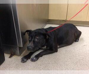 American Pit Bull Terrier-Unknown Mix Dogs for adoption in Riverside, CA, USA