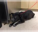 Small American Pit Bull Terrier Mix
