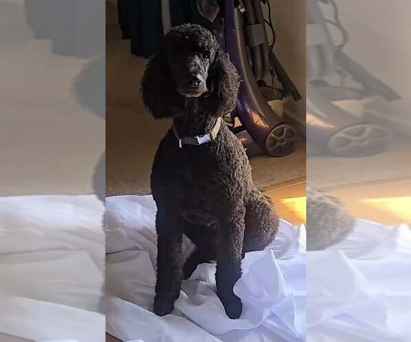 Medium Photo #5 Poodle (Standard) Puppy For Sale in Pacolet, SC, USA