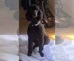 Small #4 Poodle (Standard)