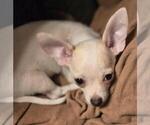 BOBBY - Male Chihuahua Puppy for Sale - Photo #2