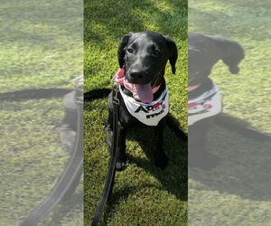 Labrador Retriever-Unknown Mix Dogs for adoption in San Diego, CA, USA