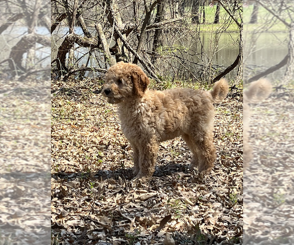 Medium Photo #3 Goldendoodle Puppy For Sale in HARRISONVILLE, MO, USA