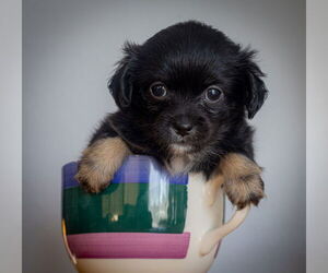 Chiranian Dogs for adoption in Bellevue, WA, USA