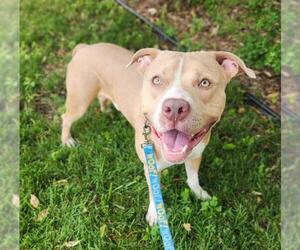 Mutt Dogs for adoption in Minneapolis, MN, USA